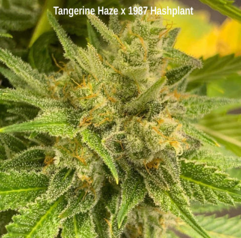 tangerine haze tangerine haze