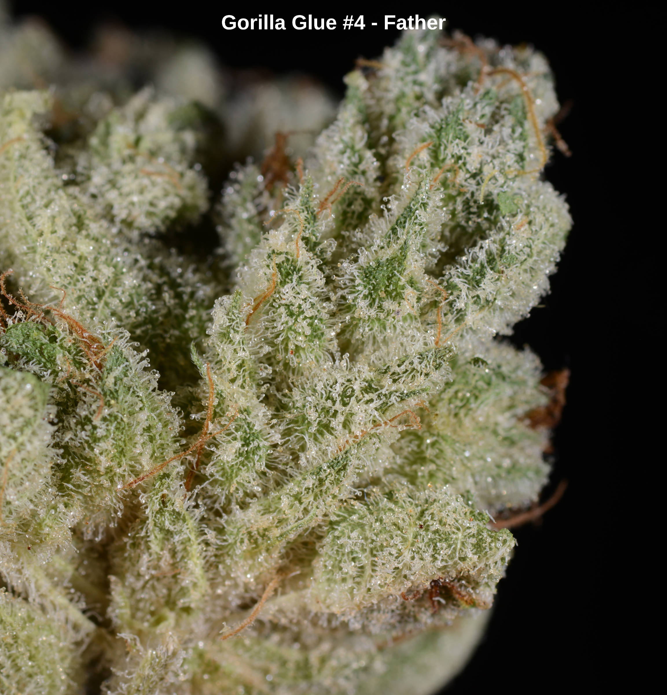 Gorilla Glue #4 (New420Guy Seeds) :: Cannabis Strain Info