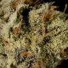 Girl Scout Cookies (Forum) S1 Feminized Cannabis Seeds - Image 4