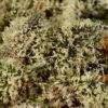 Girl Scout Cookies (Forum) S1 Feminized Cannabis Seeds - Image 5