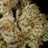 Girl Scout Cookies (Forum) S1 Feminized Cannabis Seeds - Image 3